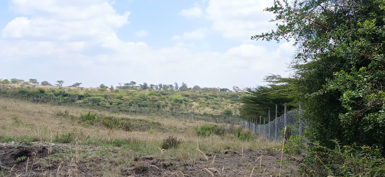 Rimpa Springs land with visible beacon and cleared plot